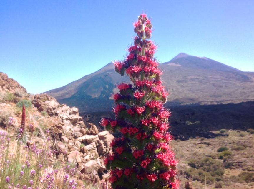 (104) Mirador Narices del Teide-Easy Tajinaste Trail (National Park)